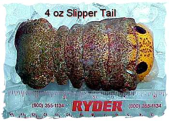 Slipper Lobster Tails (3 oz.)
