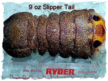 Slipper Lobster Tails (7 oz.)