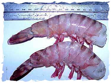 Colossal Shrimp (U-8)