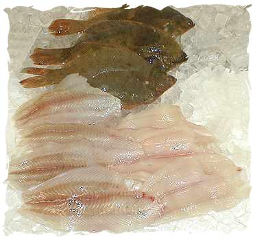 Fresh Flounder, large fillet